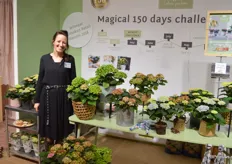 Sandra v/d Knaap van Magical Hortensia vertelt enthousiast over de '150 dagen challenge', de hortensia die 150 dagen bloeit en in het proces een heel kleurenpallet laat zien.